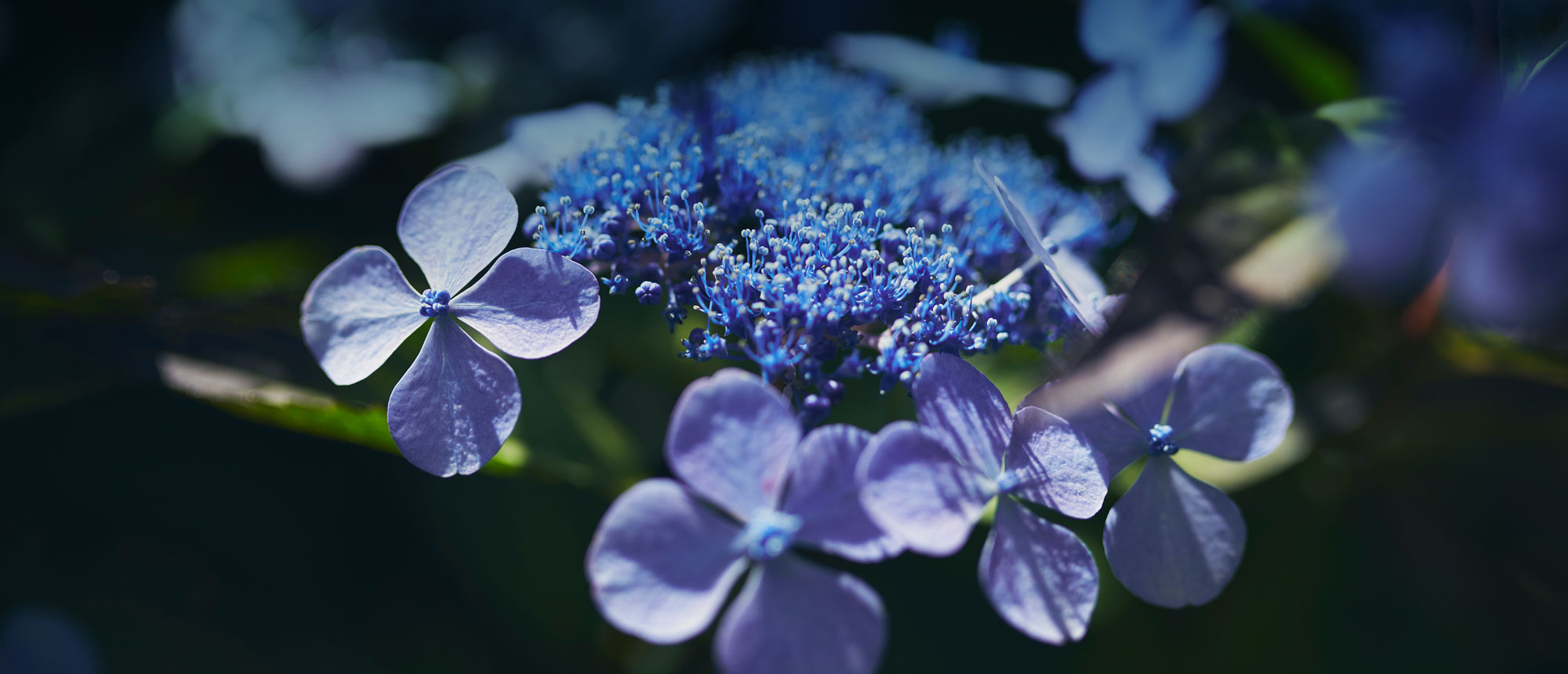 Flowers in May Cafe