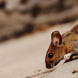 mouse