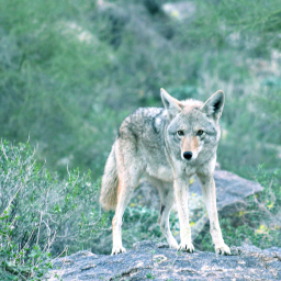 Coyote standing on rock
