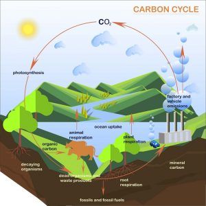 carbon cycle diagram