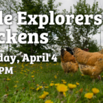 Spring Sessions: Little Explorers Chickens