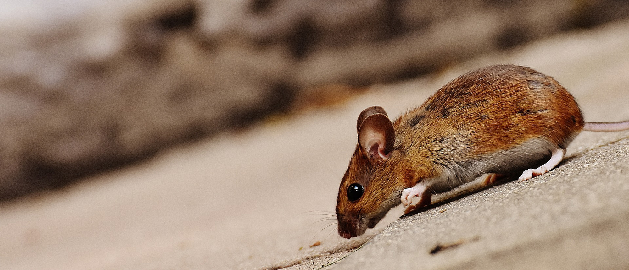Rodent and Pest Control Information