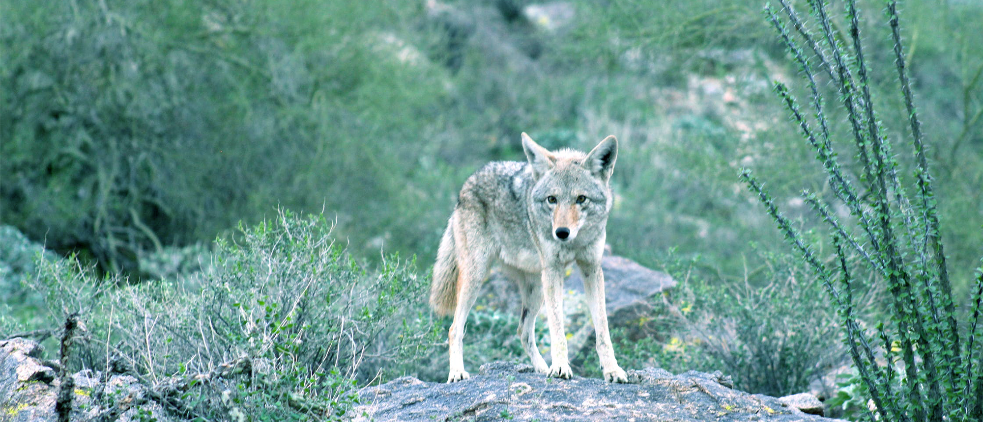 Coyote Information