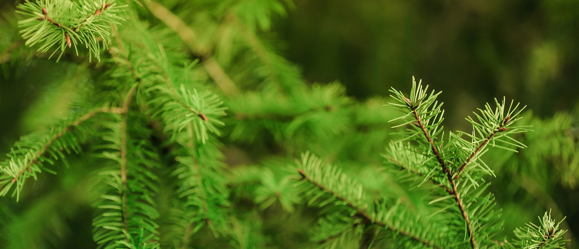 Christmas Tree Mulching
