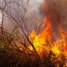 Is a Fire Ban in Effect? Check Before You Burn